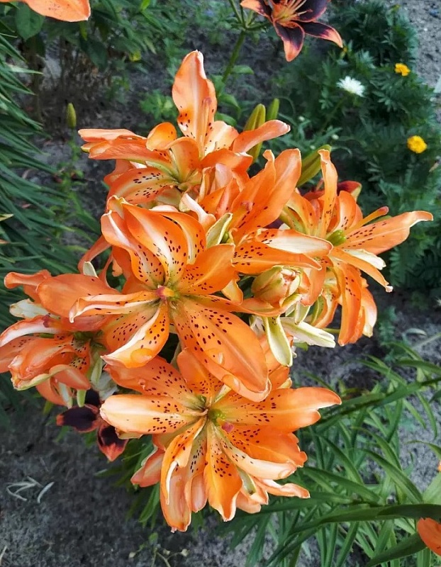 Лилия Маст Си 